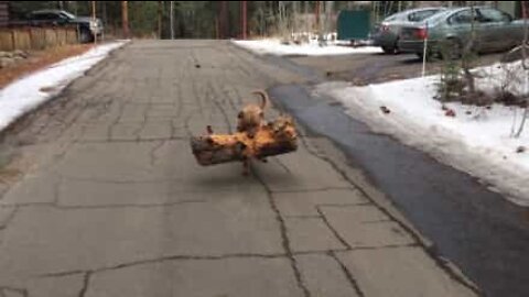 Dog plays fetch with a huge tree trunk