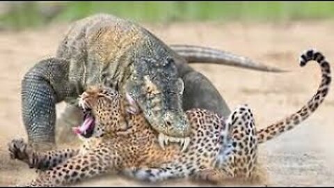 12 incredible animal battles caught on camera. #wildlife #wildanimals