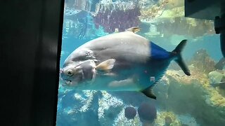 New England Aquarium #Slideshow