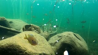 Underwater View of Fishing on a Pond