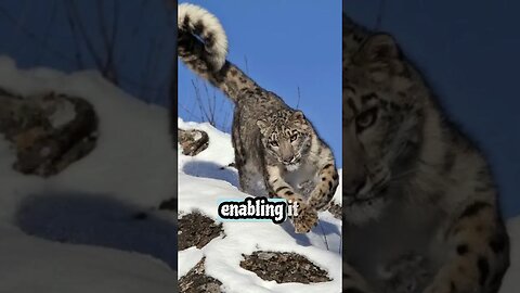 Snow Leopard’s Insane Hunting Skills in High Altitude Habitats