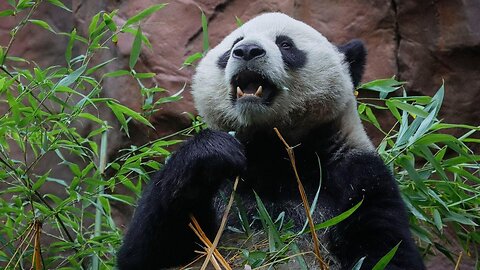 San Diego Zoo welcomes first giant pandas in decades | VYPER