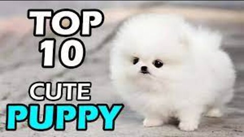 🐕 TOP 10 MOST CUTE AND ADORABLE PET DOGS IN THE WORLD 🐕