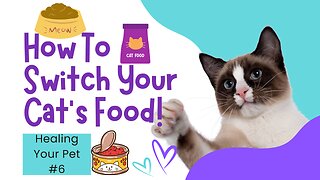 Healing Your Pet #6: How to Switch Your Cat's Food!