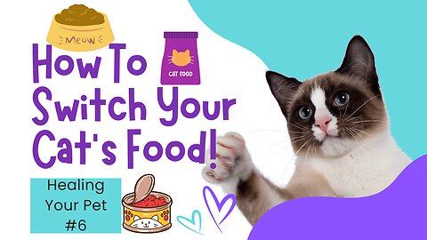 Healing Your Pet #6: How to Switch Your Cat's Food!