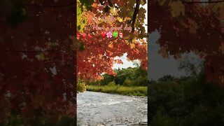 Sound of Nature | Creek River Sounds | Fall Colours