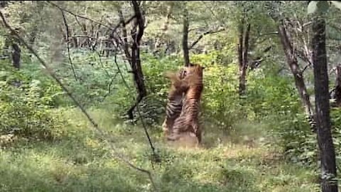 Tourists witness fierce duel between two tigers