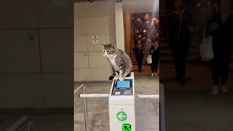 Grumpy Cat thinks it’s a security guard