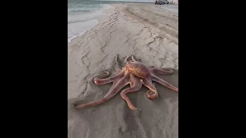 Octopus #ytshorts #shorts #PetpupFun #Fun #Dogs #Cats #Entertaiment #trending #viral