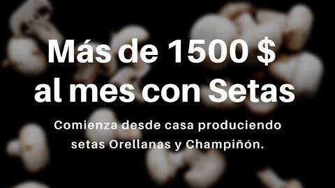 INCREIBLE 💰Gana más de 1500$ con la producción en Casa de Setas Orellanas Champiñón Ostra