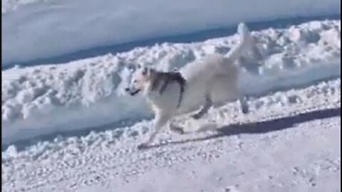 Happy Dog Really Embracing the Day