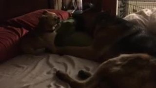 Dogs engage in epic wrestling match for bed rights