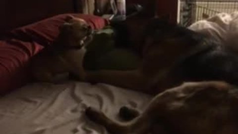 Dogs engage in epic wrestling match for bed rights