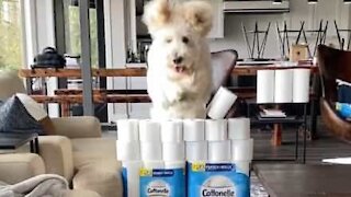 Ce chien fait du "saut de papier toilette"