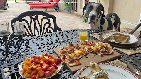 Polite Great Dane Checks Out Florida Breakfast Pizza Recipe