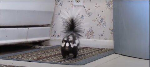 Baby Skunks Trying To Spray - Funniest Ever Compilation