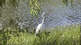 Great Egret Looking To Cool Off In Paradise (Widescreen) #4K