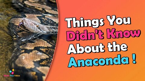Diving into a Amazon River and Coming Face to Face with a 7 meter long Anaconda