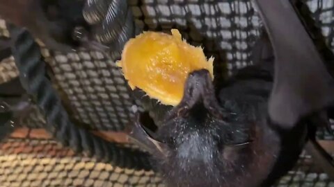 Flying Fox Tries To Eat A Mango Seed and Fight Off Others Trying To Steal It! Bat Aviary Antics