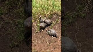 Very brave guinea fowl keets exploring away from home