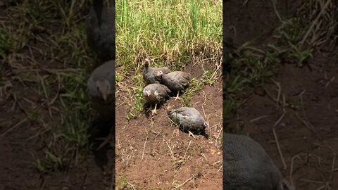 Very brave guinea fowl keets exploring away from home