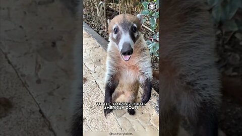 Coati 🦝 Smart, Curious, and Irresistibly Cute!