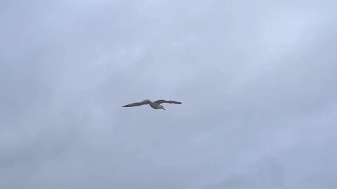 Beachfront B Roll Seagull Flying Wide Shot Free to Use HD Stock Video Footage