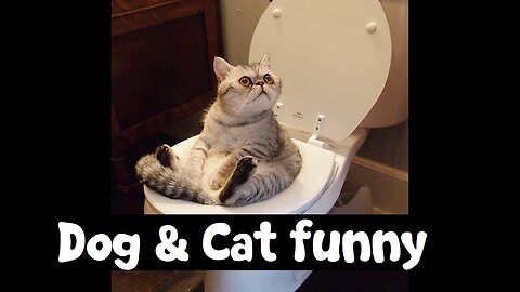 FUNNY Dog & Cat Vines!