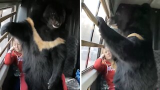 Giant bear hilariously thinks he's a tiny lap dog