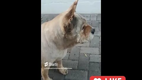 #shorts Chow Chow Dog Living in South Africa Num: 28 #chowchowpuppies #chowchowdog #southafricachows