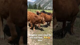 #cows #countryliving #lawnmower #montana #homesteading #cowlover #farming #wildernessliving