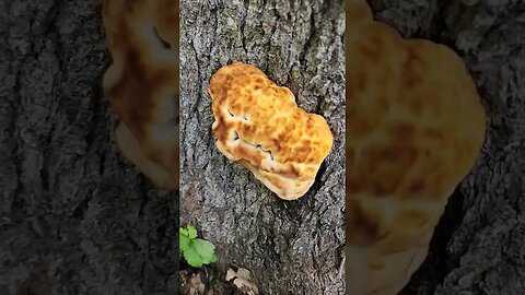 Dyer's Polypore