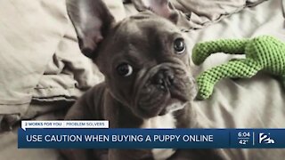Use caution when buying a puppy online