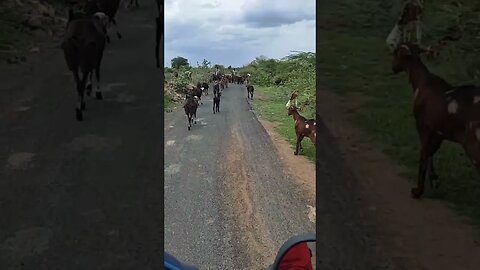 Goats walking in beautiful nature and blocking road,#shortvideo,#animal,#goats,#traffic