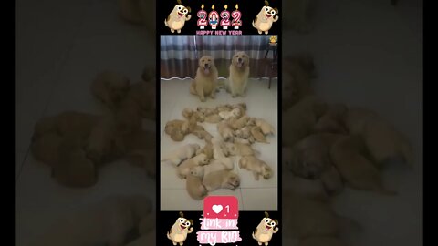 35_😂🐶😂 Baby Dogs - Cute and Funny Dogs Video 😂🐶😂 (2022)