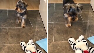 Yorkie Puppy Adorably Stalks And Attacks Stuffed Animal