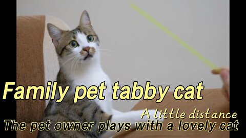 The pet owner plays with a lovely cat