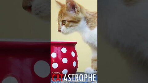 #CATASTROPHE - Thirsty Kitten