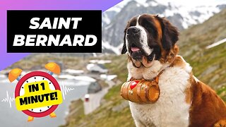 St. Bernard - In 1 Minute! 🐶 One Of The Biggest Dog Breeds In The World | 1 Minute Animals