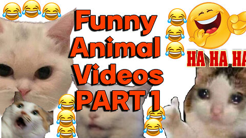 Funny Animal Videos: FUNNIEST Pets of 2024 😂 Best Funniest Animal Videos Of The Week