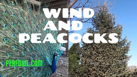 Wind And Peacocks, Peacock Minute, peafowl.com