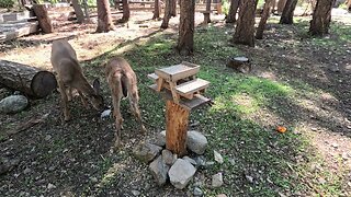 BABY FAWNS SPOTS ALMOST GONE