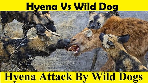 Hayena Attack by Wild Dogs. Wild Dogs Vs Hyena. Fight. (Tutorial Video)