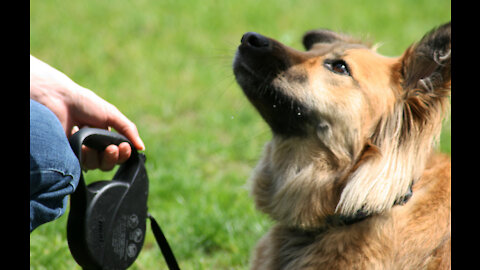 How to teach any dog to stop pulling and walk nicely and simple