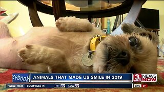 Animals that made us smile in 2019