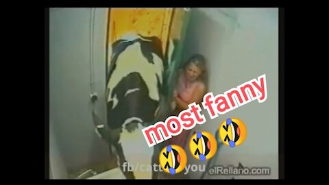 Mostly funny videos | video of funny clips animal