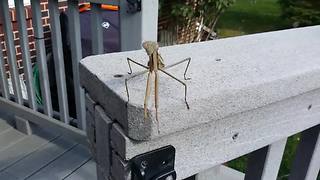 Praying Mantis Jumps Onto A Camera