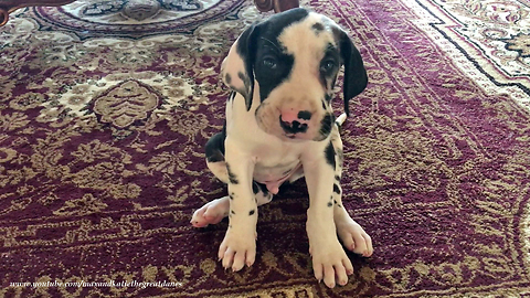 Teaching a 7-week-old Great Dane puppy to sit