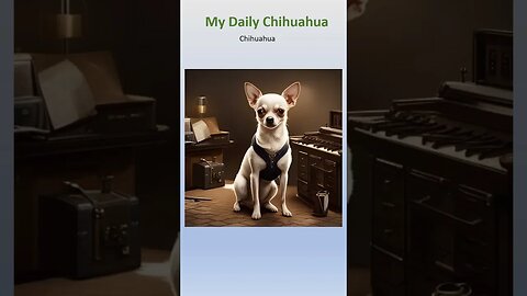 We are back. ai went down yesterday. Chihuahua #shorts