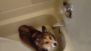 "Adorable Corgi Dog Loves Showers"